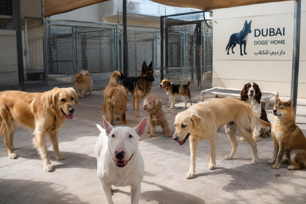 Dogs at Dubai Dogs Home shelter